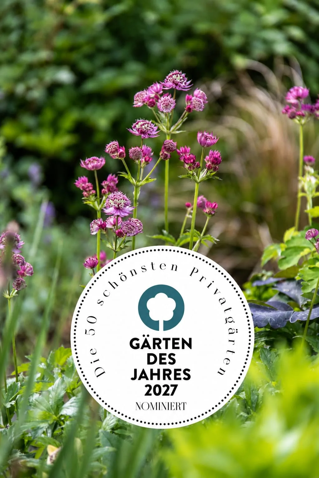 Rosa Sterndolden aus dem nominierten Garten mit dem Siegel Gärten des Jahres 2027 – nominiert unter den 50 schönsten Privatgärten