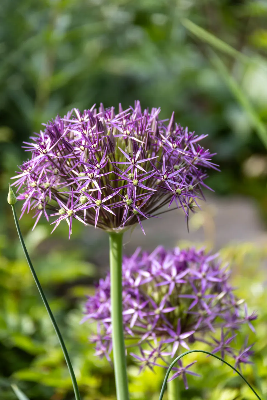 Violette Blütenkugel von Allium christophii mit sternförmigen Einzelblüten