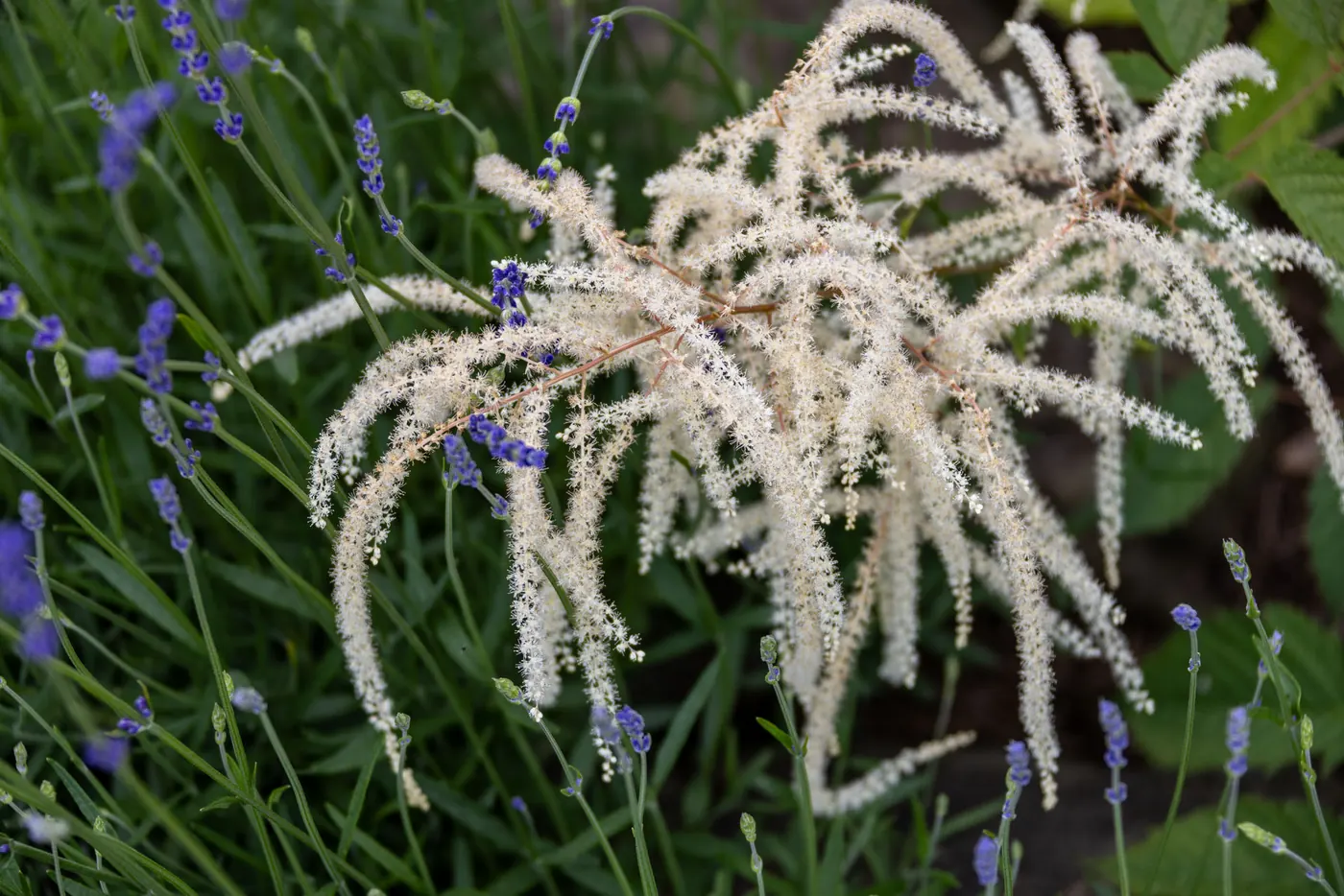 Weiße Blütenwedel des Wald-Geißbarts über Lavendel