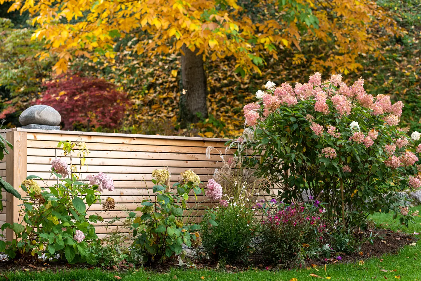 Rispenhortensien in Rosa vor einer horizontalen Holz-Sichtschutzwand