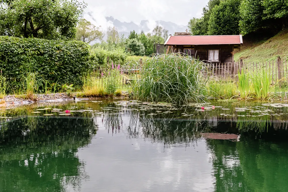 Schwimmteich am Landhaus Benediktenhof in Arzbach mit Schilfzone und Bergpanorama
