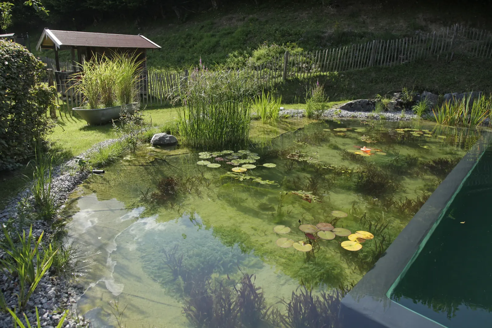 Seerosen und Schilf am Rand des Schwimmteichs, dahinter Bretterzaun und Badehaus