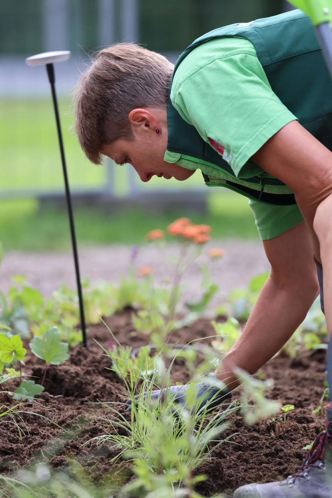 Junger Kollege setzt Stauden in die frisch gelockerte Erde