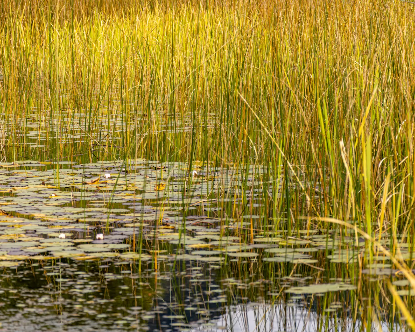 Bepflanzter Regenerationsbereich mit Schilf und Seerosen im Naturfreibad Lenggries