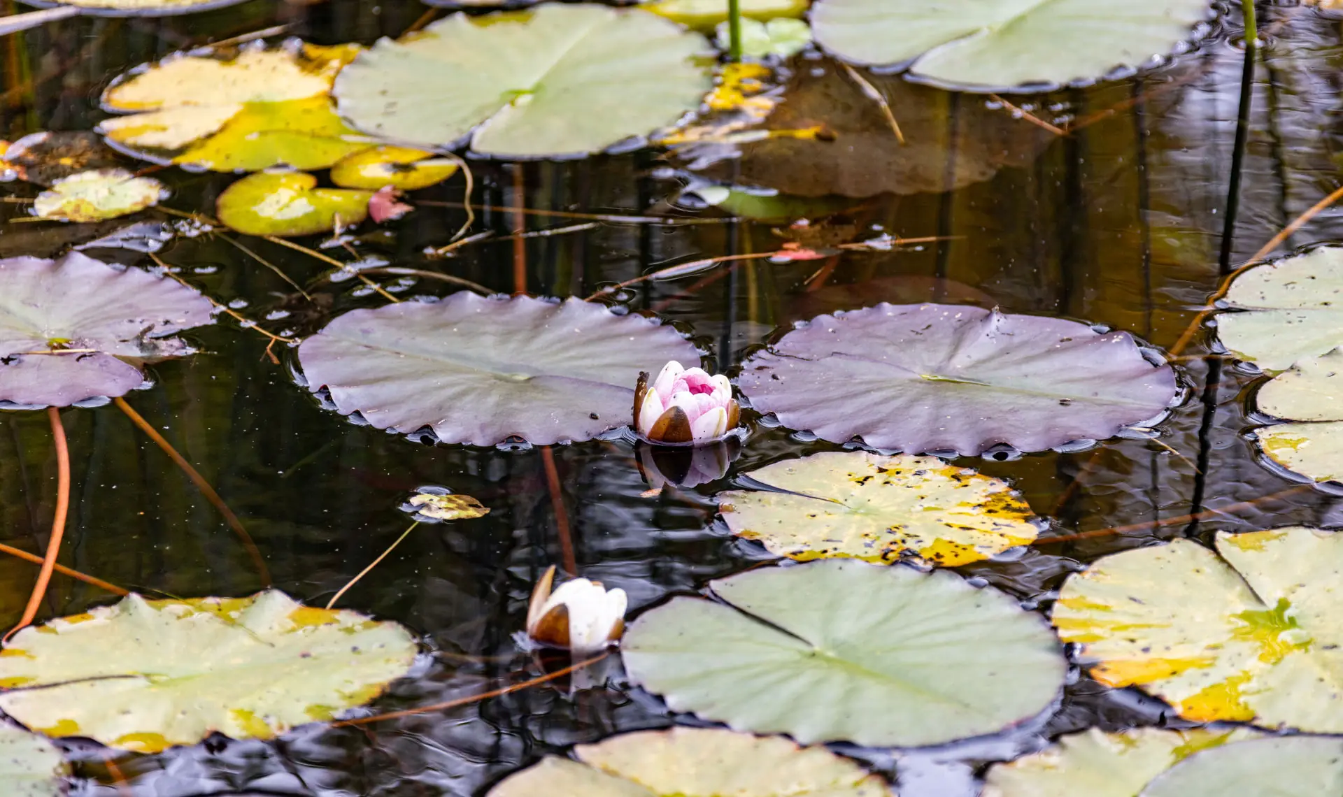 Naturfreibad für Gemeinden bei Fuchs baut Gärten (3)
