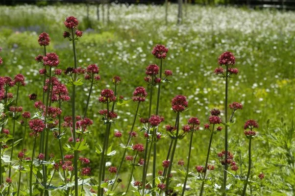 Extensive Dachbegrünung mit Sedum