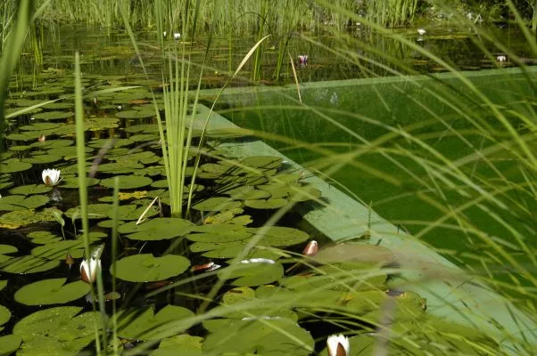 Schwimmteich und Naturpool – Beispiel aus unseren Gärten