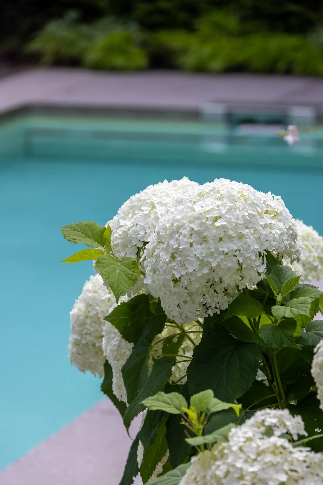 Pool mit Chlorung bei Fuchs baut Gärten (6)