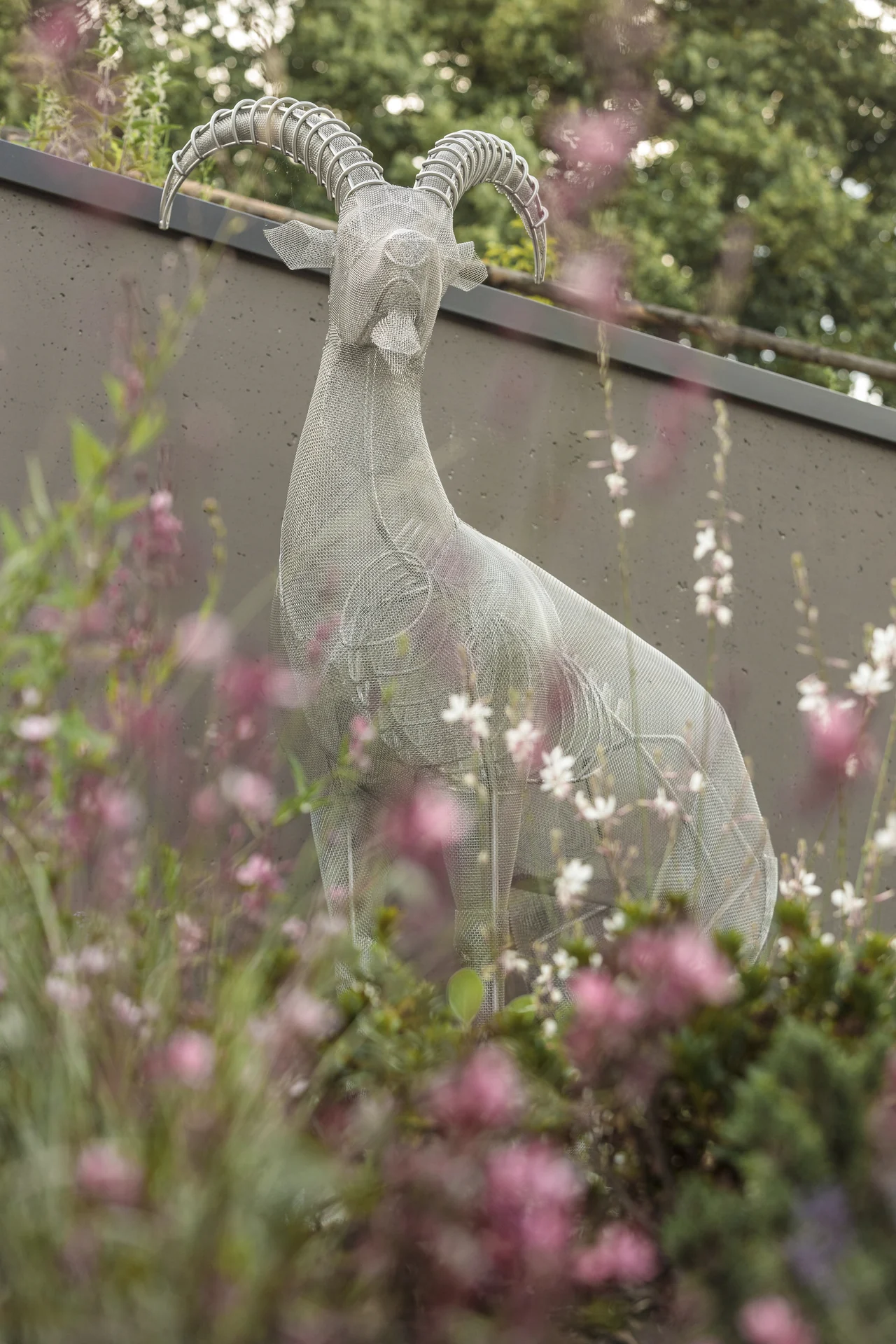 Der Steinbock hinter den rosa Blüten der Prachtkerze