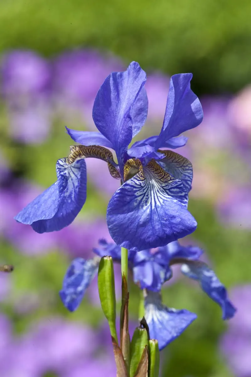 Sibirische Schwertlilie in Blau