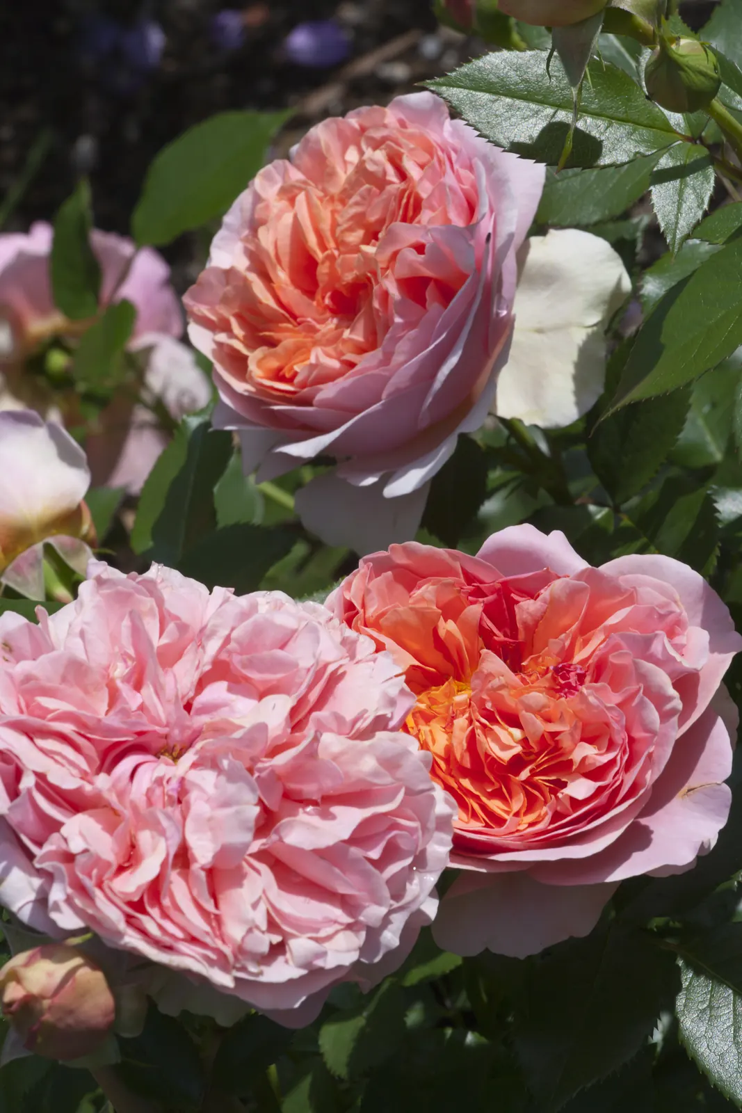 Rosen in Apricot und Rosé