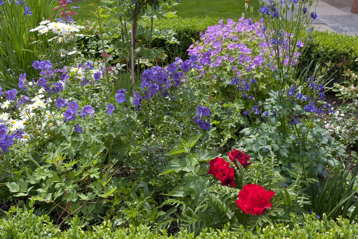 Glockenblumen, Rosen und Margeriten im Beet
