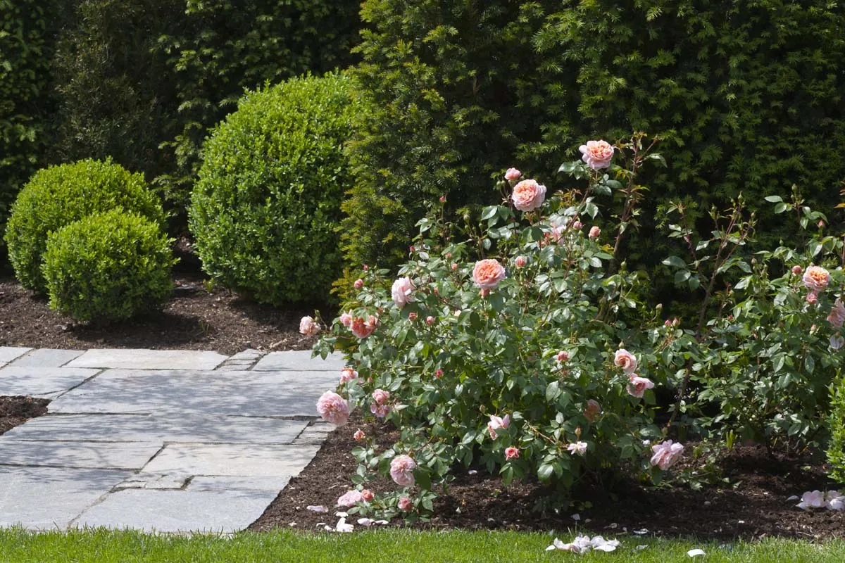 Rosen und Formschnitt am Weg aus Granit