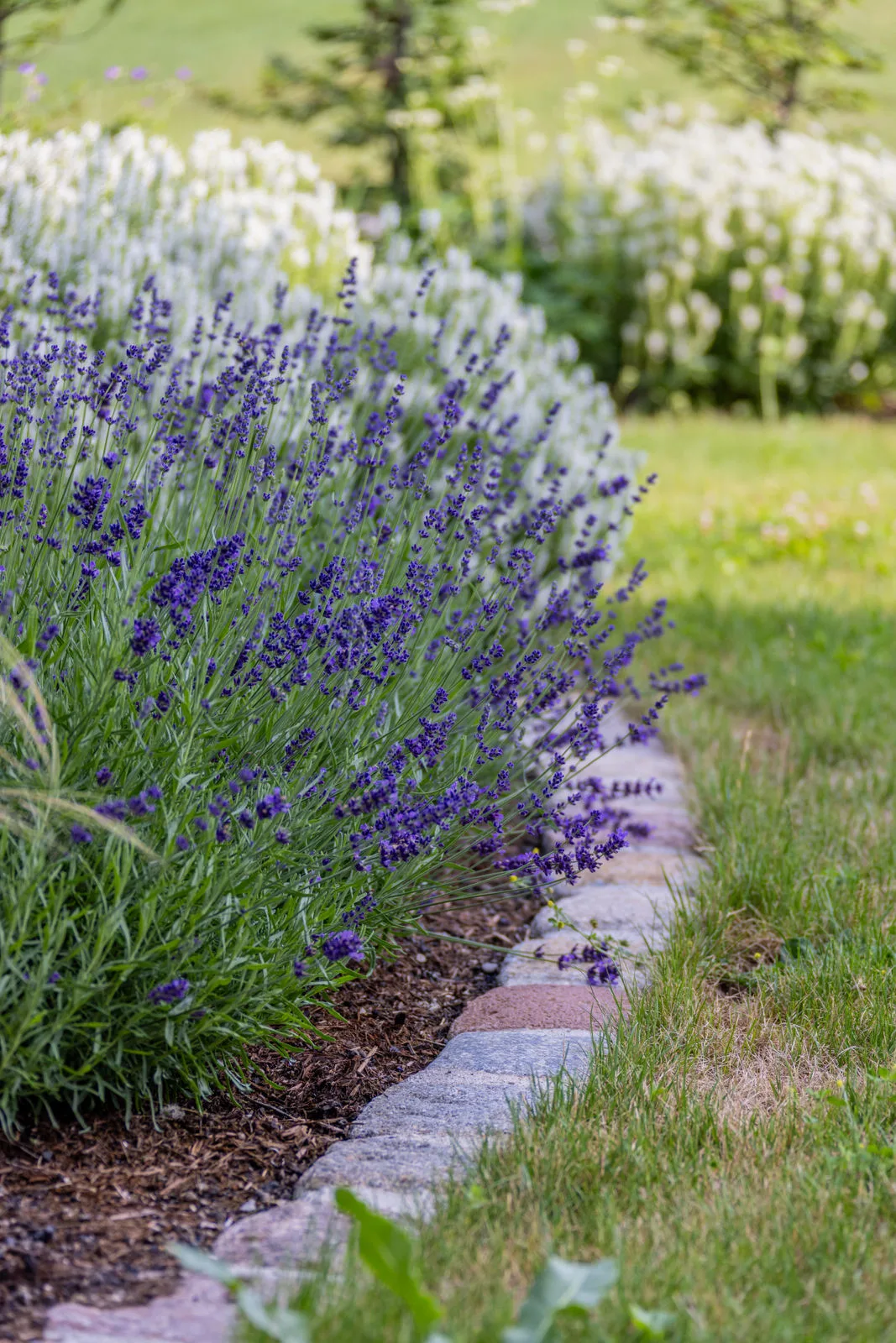 Lavendel in Blüte an der Kante des Plattenwegs