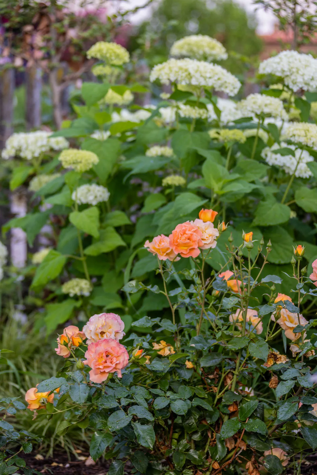 Weiße Hortensie und orangefarbene Rose