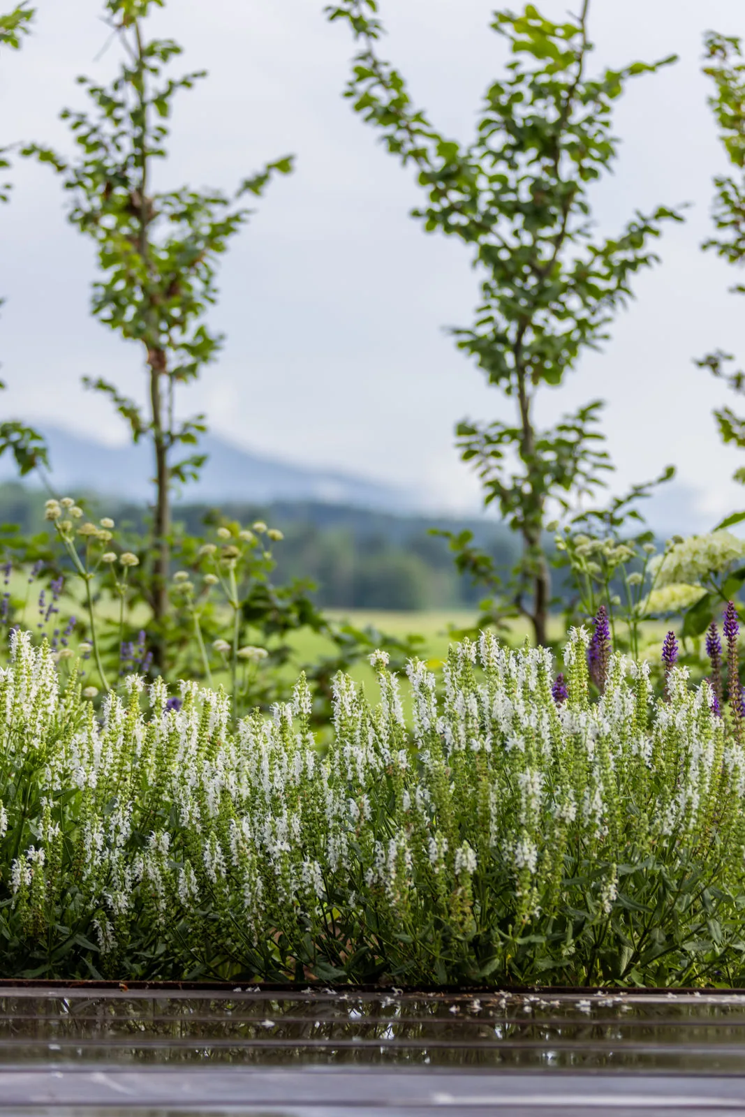 Junge Bäume und Lavendel, dahinter der Blick in die Voralpen