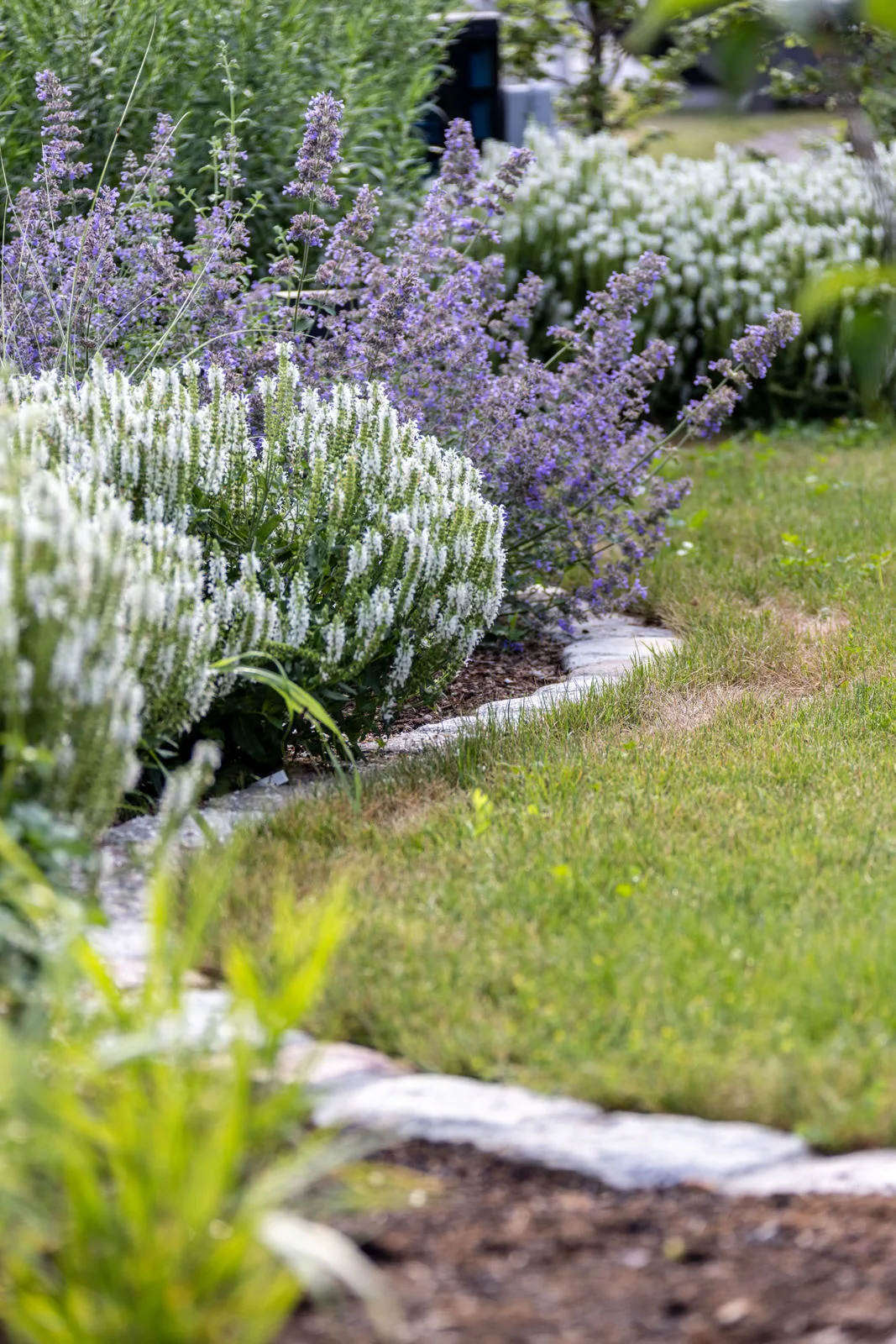 Ein Band aus Lavendel und Salbei begleitet die Rasenfläche
