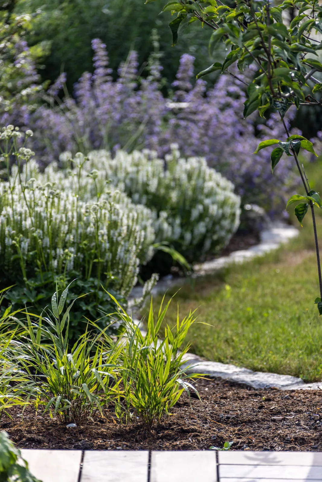 Lavendel und Gräser am Weg