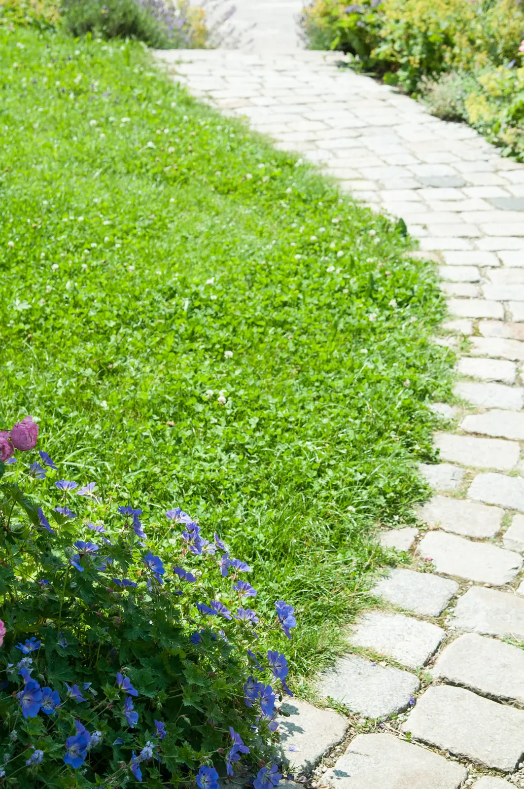 Der Pflasterweg am Rasen, blaue Blüten drängen über die Kante