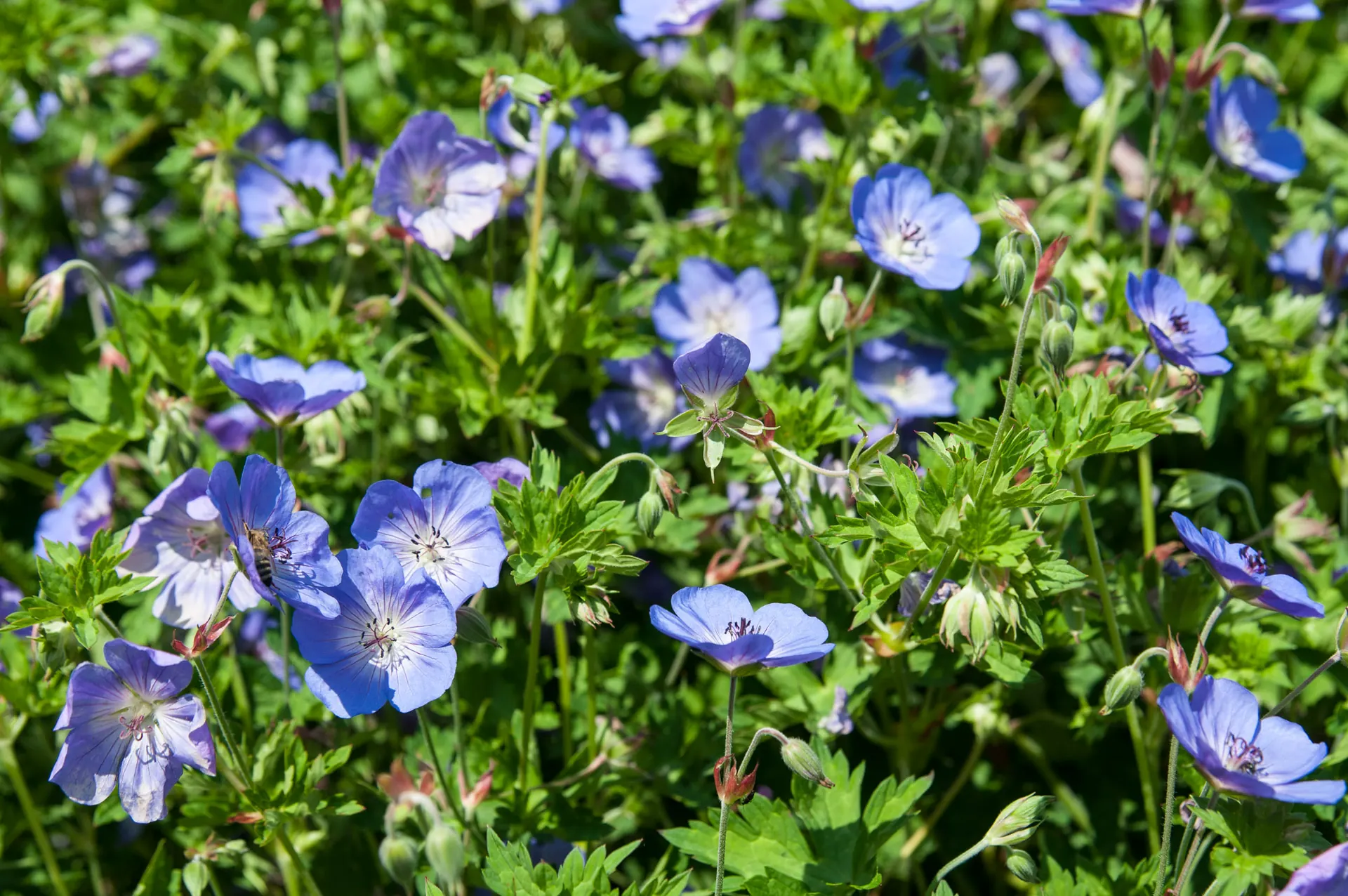 Storchschnabel in Blau