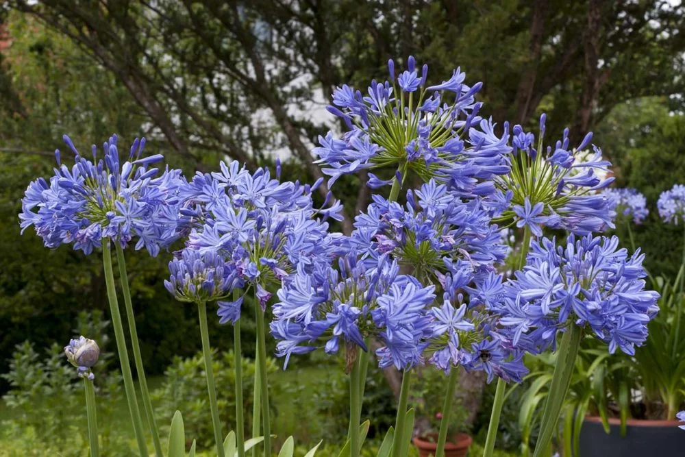Blaue Agapanthus-Blüten am Rand des Schwimmteichs
