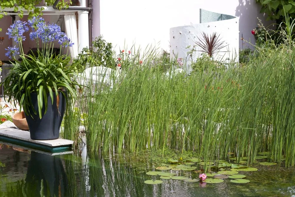 Schilf und Agapanthus in Kübeln am Schwimmteich, dahinter die Außendusche