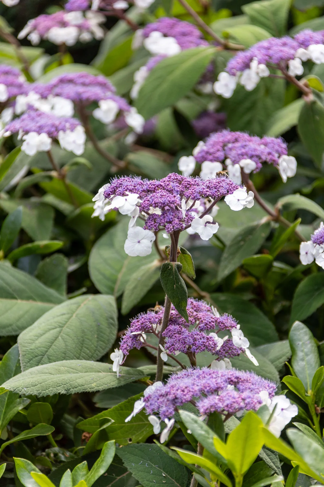 Samthortensie mit violetten Blüten und weißen Randblüten
