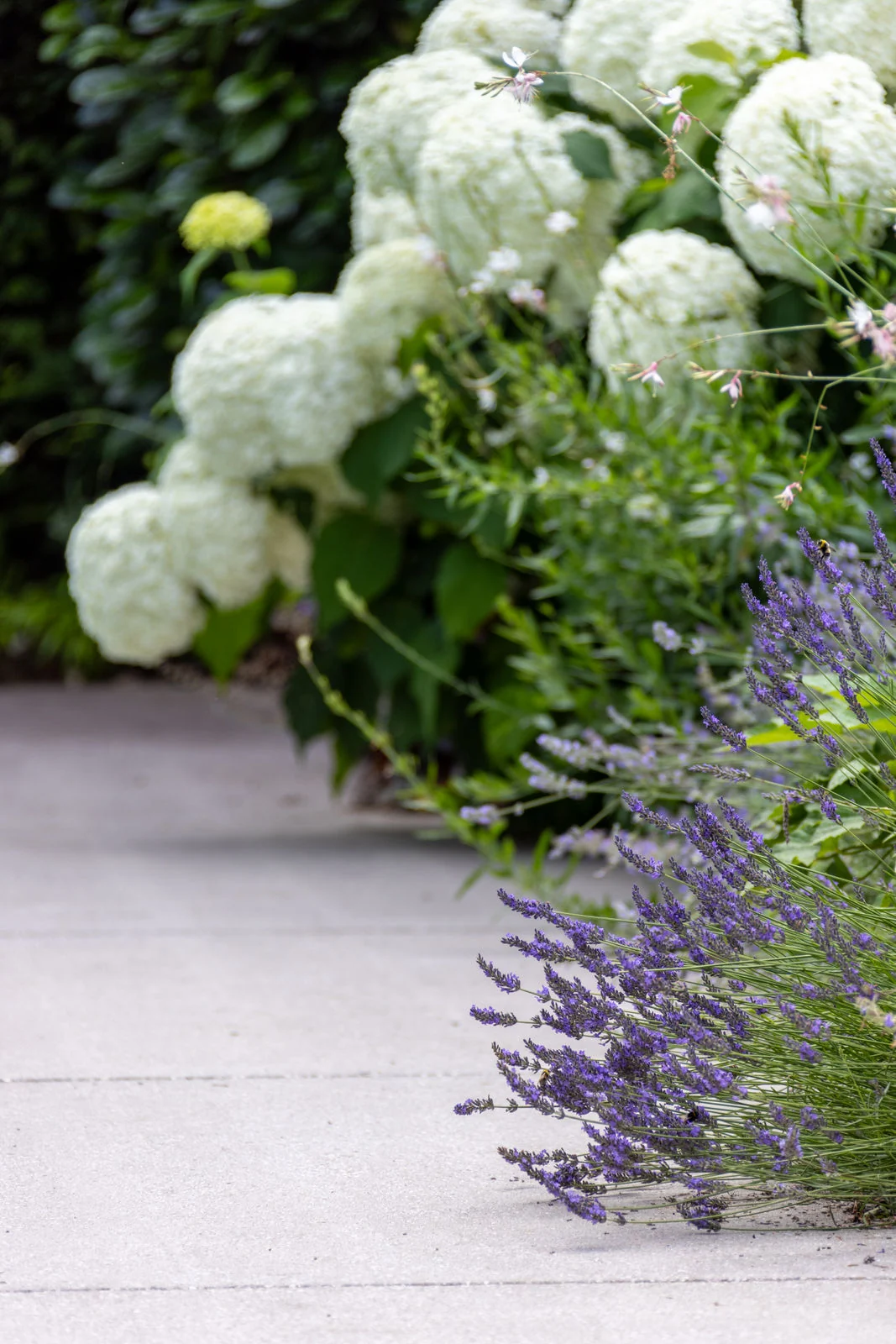 Hortensien Annabelle und Lavendel am Beckenrand