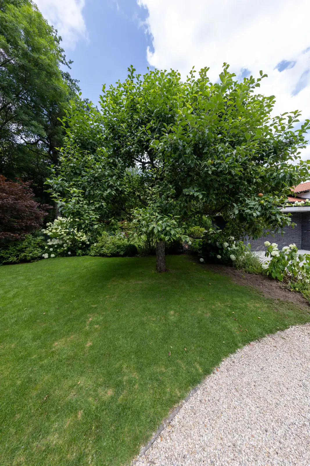 Alter Baum im Rasen neben dem Kiesweg