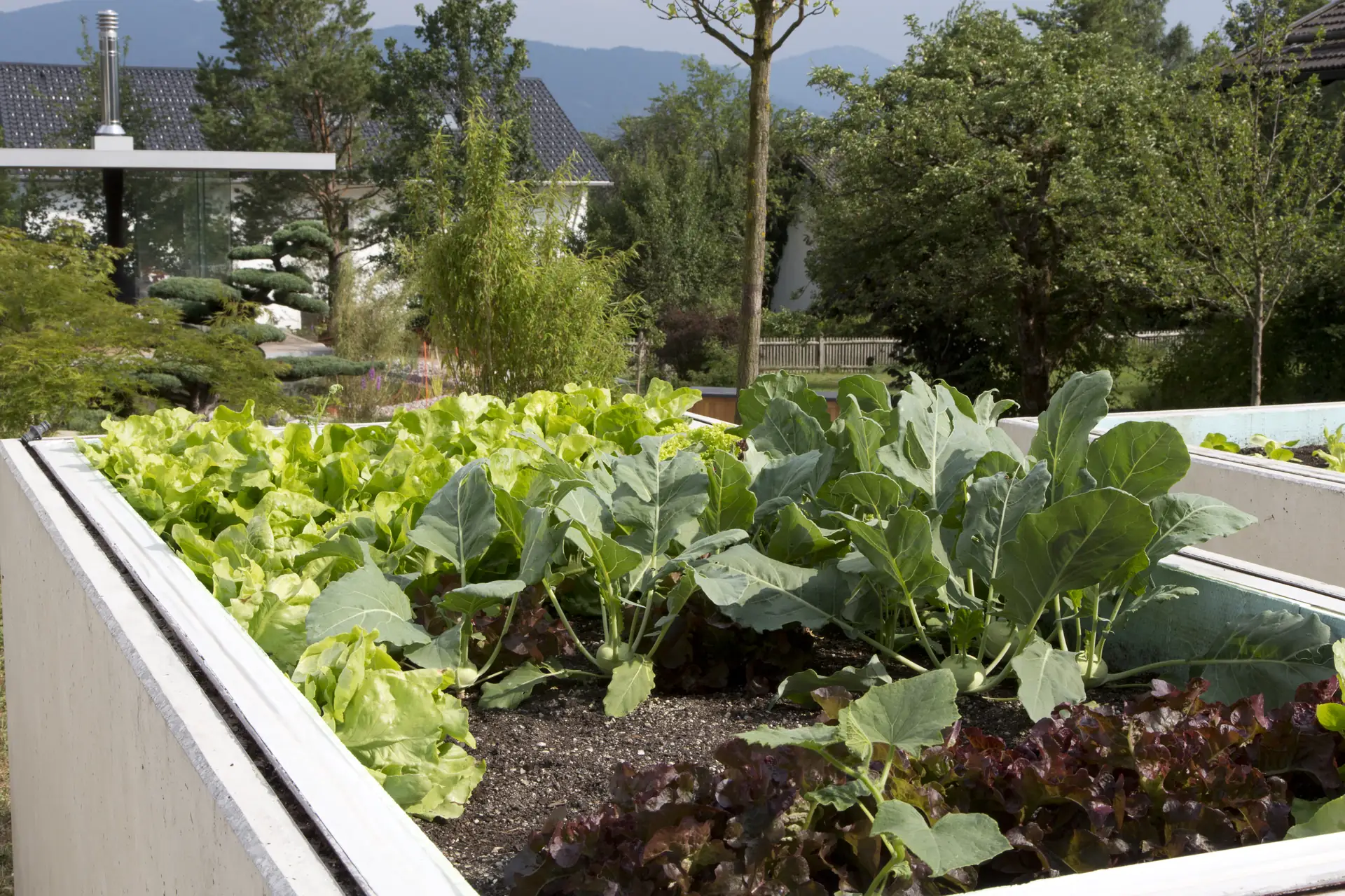 Hochbeet mit Kohlrabi und Salat – der Nutzgarten des Grundstücks