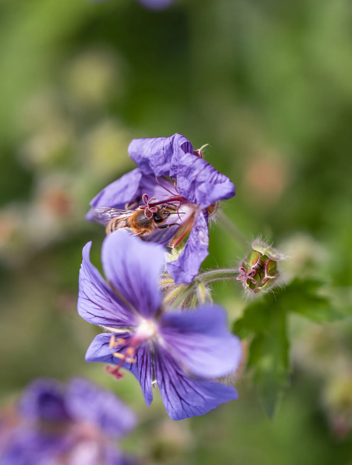 Eine Biene an der Blüte eines Storchschnabels
