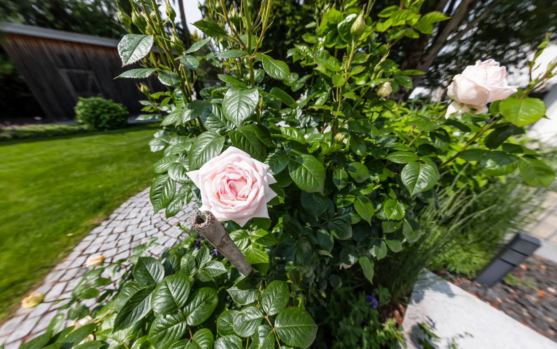 Rosa Strauchrosen am Weg aus Kleinstein