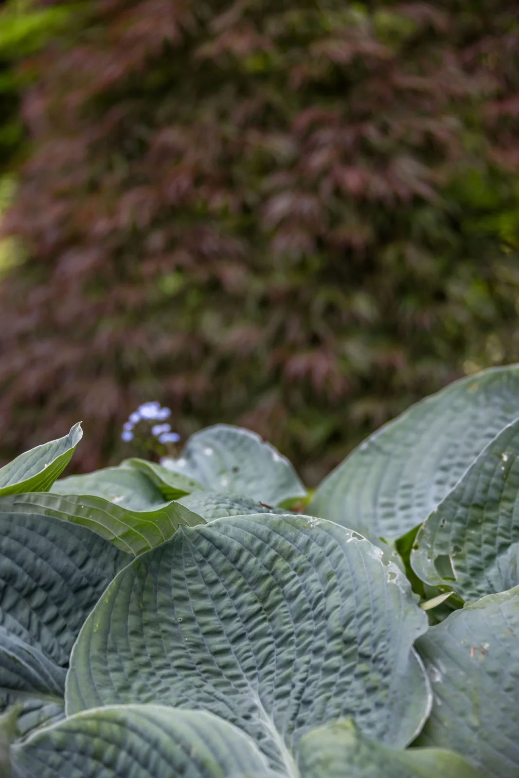 Hostablätter mit einer kleinen blauen Blüte, dahinter der rote Japanische Ahorn