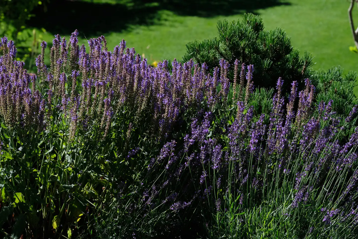 Lavendel und Salbei in Masse