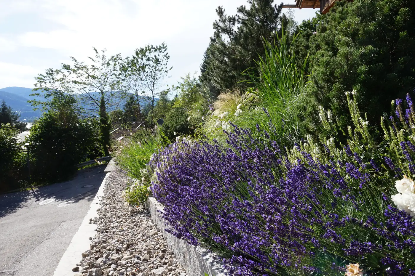 Lavendel blüht über der Mauerkrone an der Zufahrt
