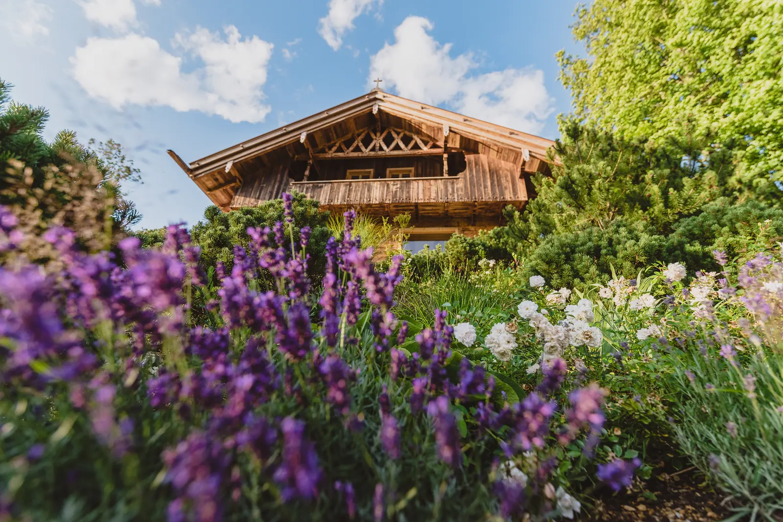 Lavendel in voller Blüte, dahinter die Holzfassade