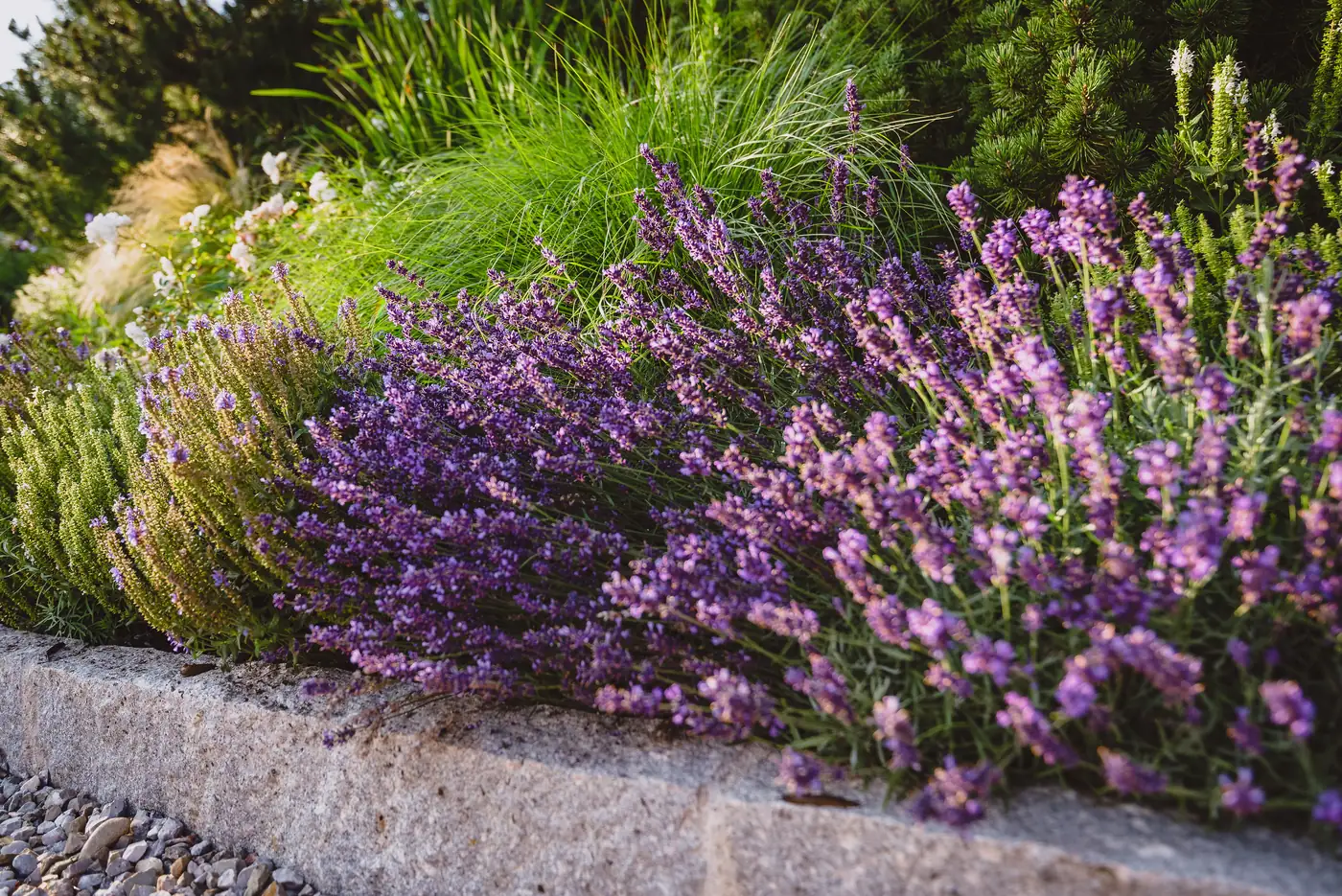 Blüten wachsen über die Mauerkante