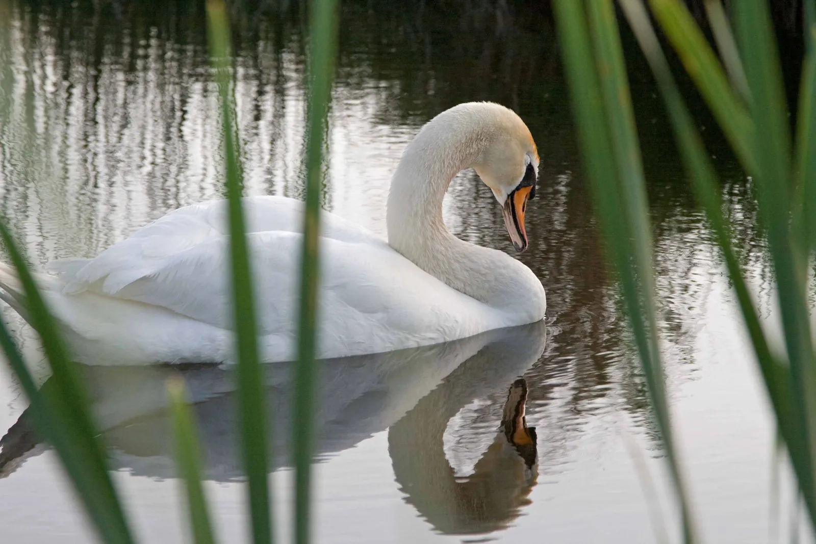 Ein Schwan zieht durchs Schilf am Wasser