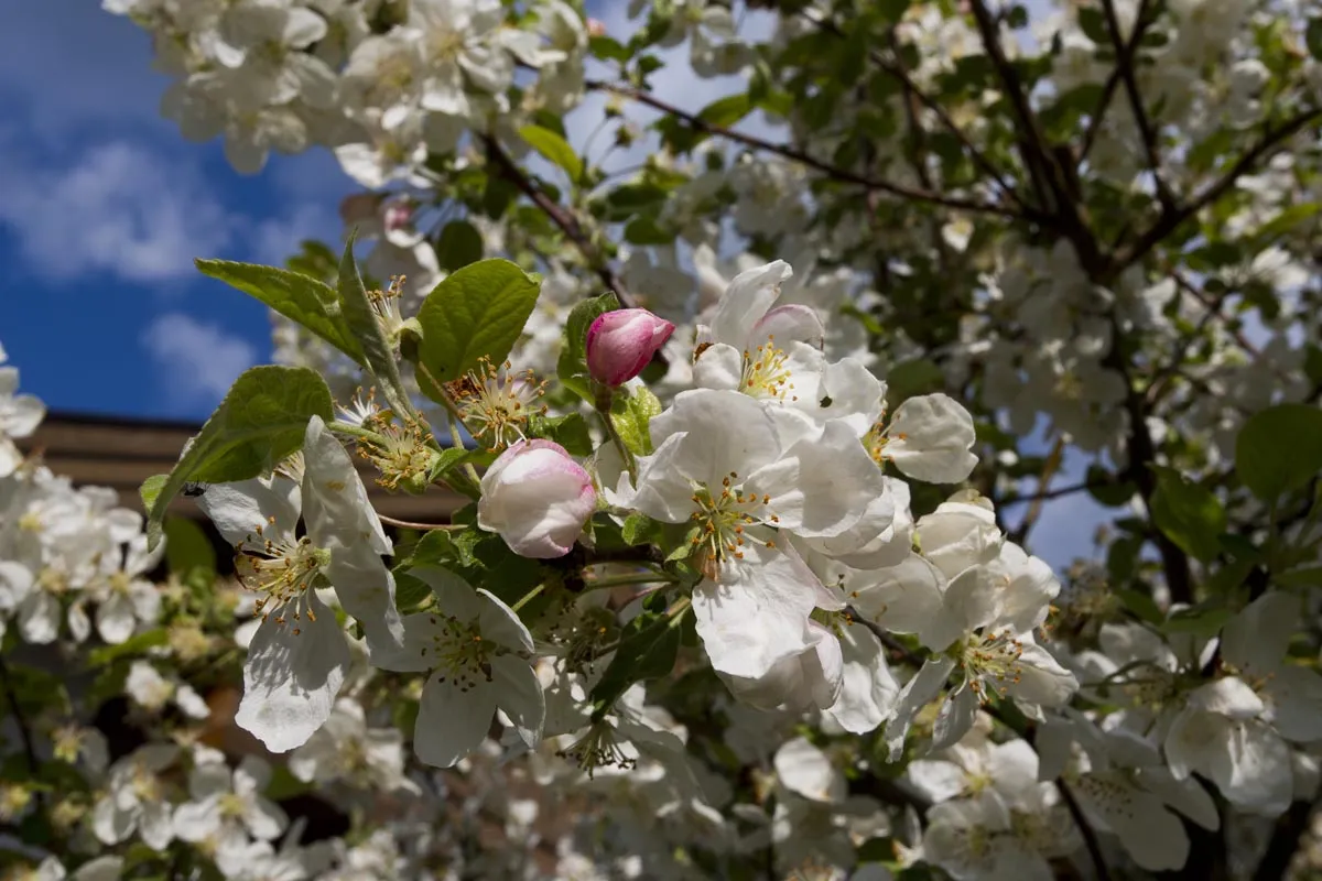 Apfelblüte im Detail – der Frühling im Garten