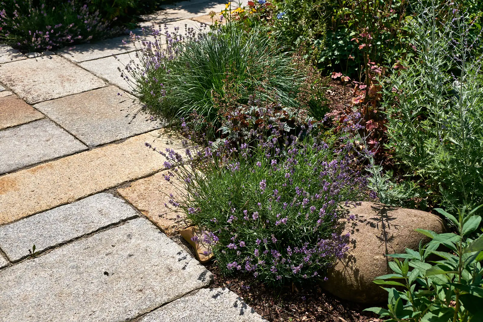 Lavendel und Gräser am Rand der Platten