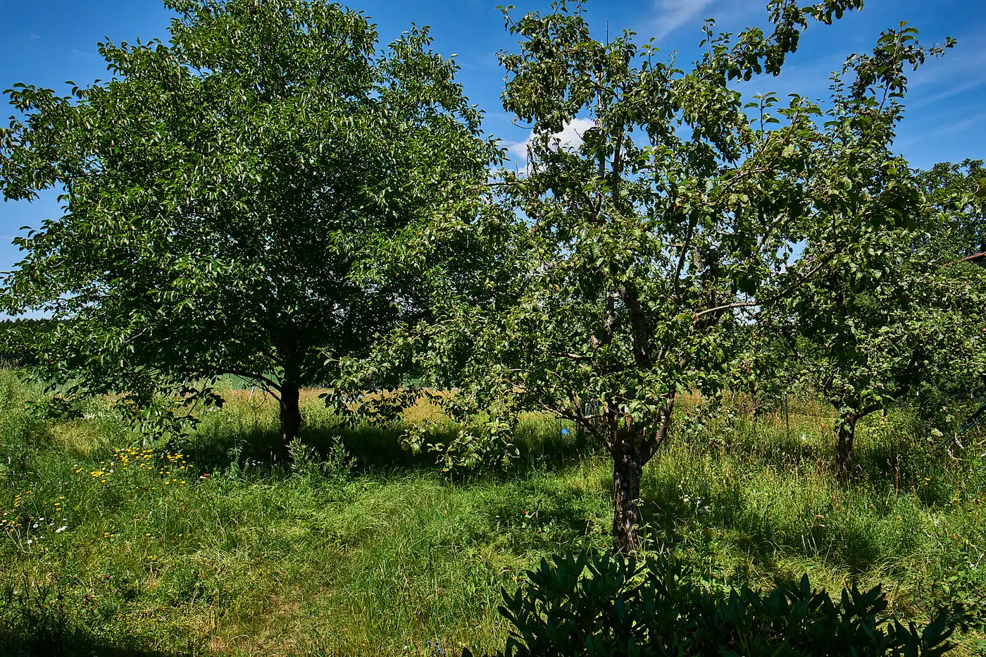 Die Obstwiese darf hoch wachsen