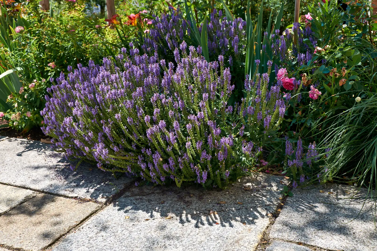 Lavendel und Salbei blühen in der Kiesinsel