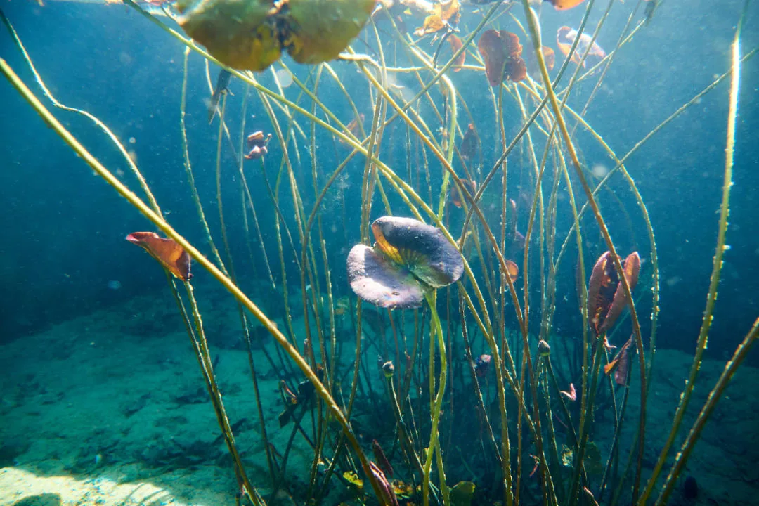 Unter Wasser: Fische zwischen den Pflanzen des Seerosenbeckens