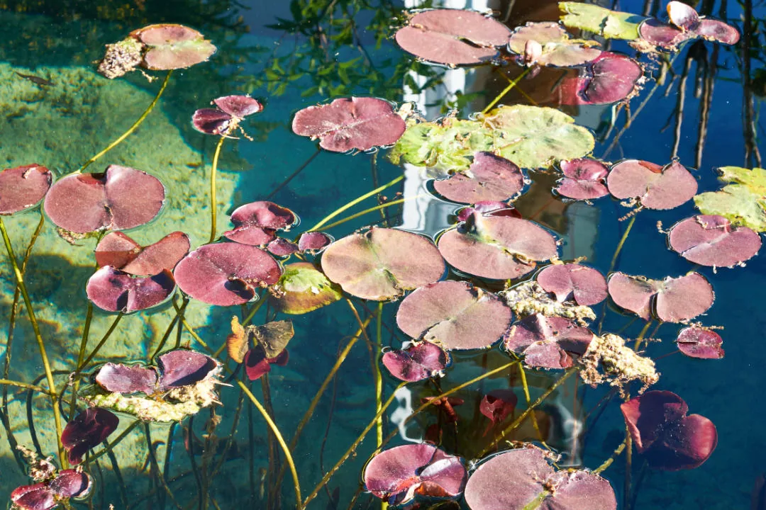 Seerosenblätter in Rosa und Grün, von oben