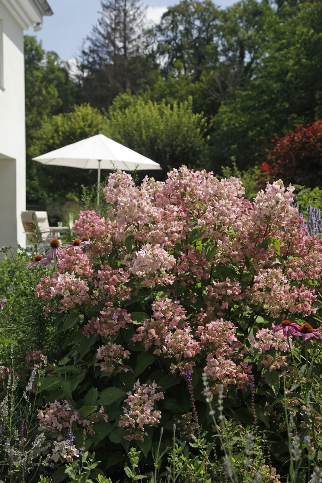 Rispenhortensien und Lavendel in voller Blüte
