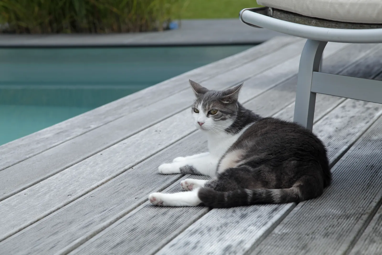 Die Hauskatze döst am Beckenrand
