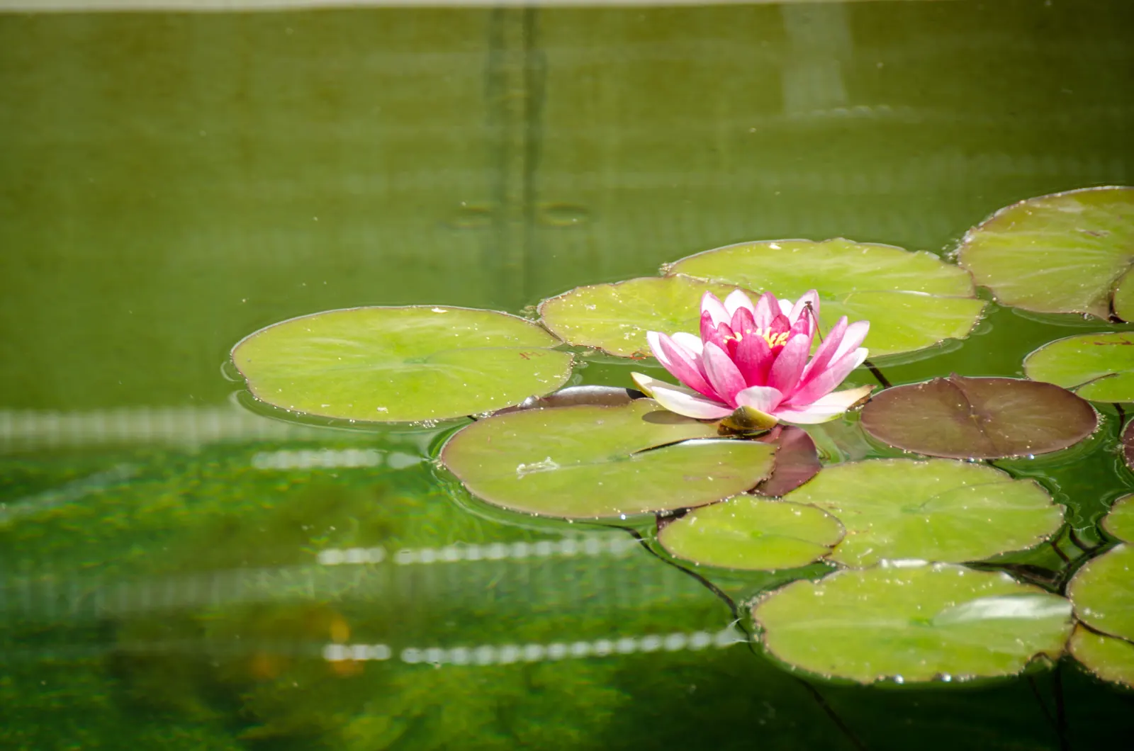 Eine Seerose blüht über den Blättern