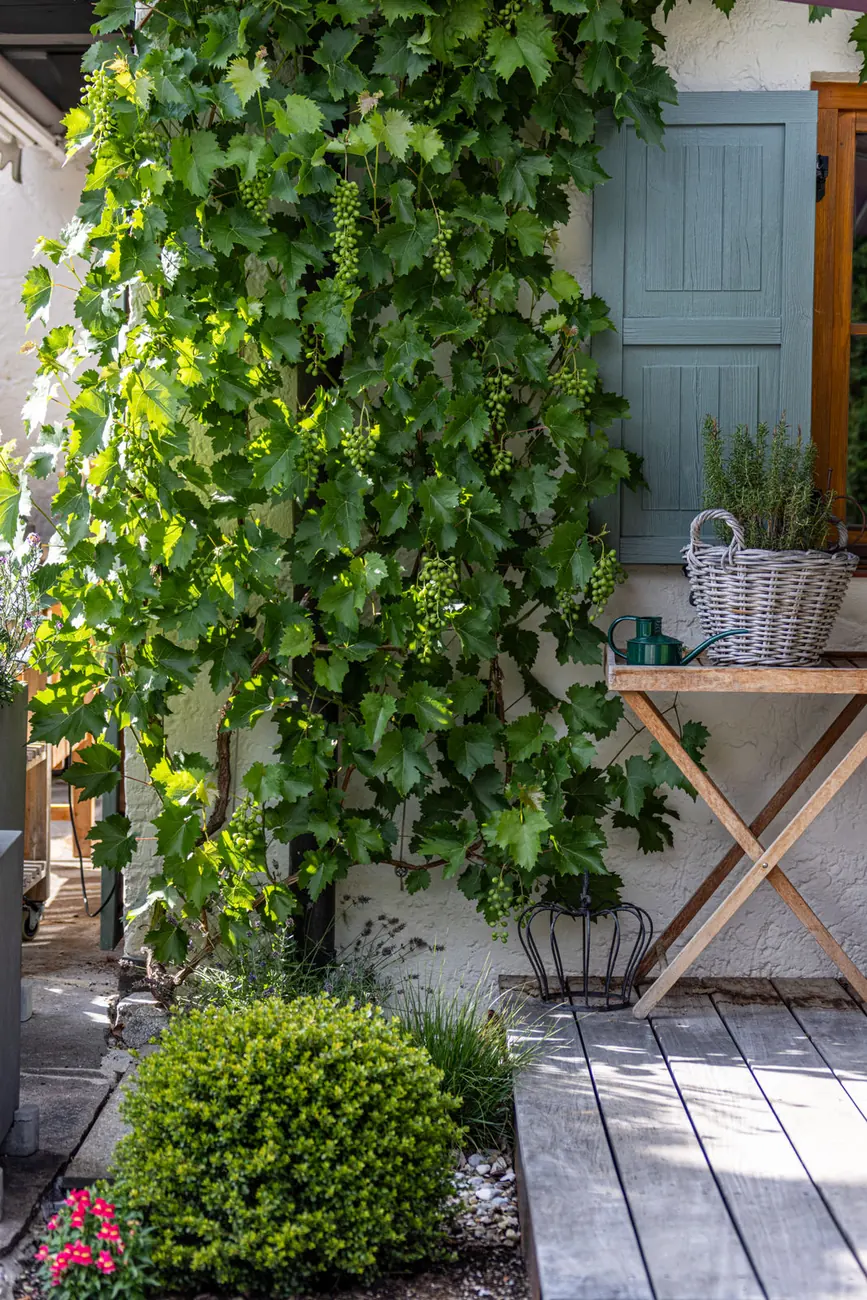 Eine mit Efeu bewachsene Wand als grüner Raumabschluss