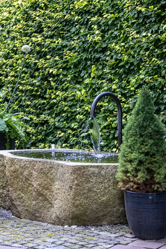 Naturstein-Brunnen mit Buchskegeln vor der Efeuwand