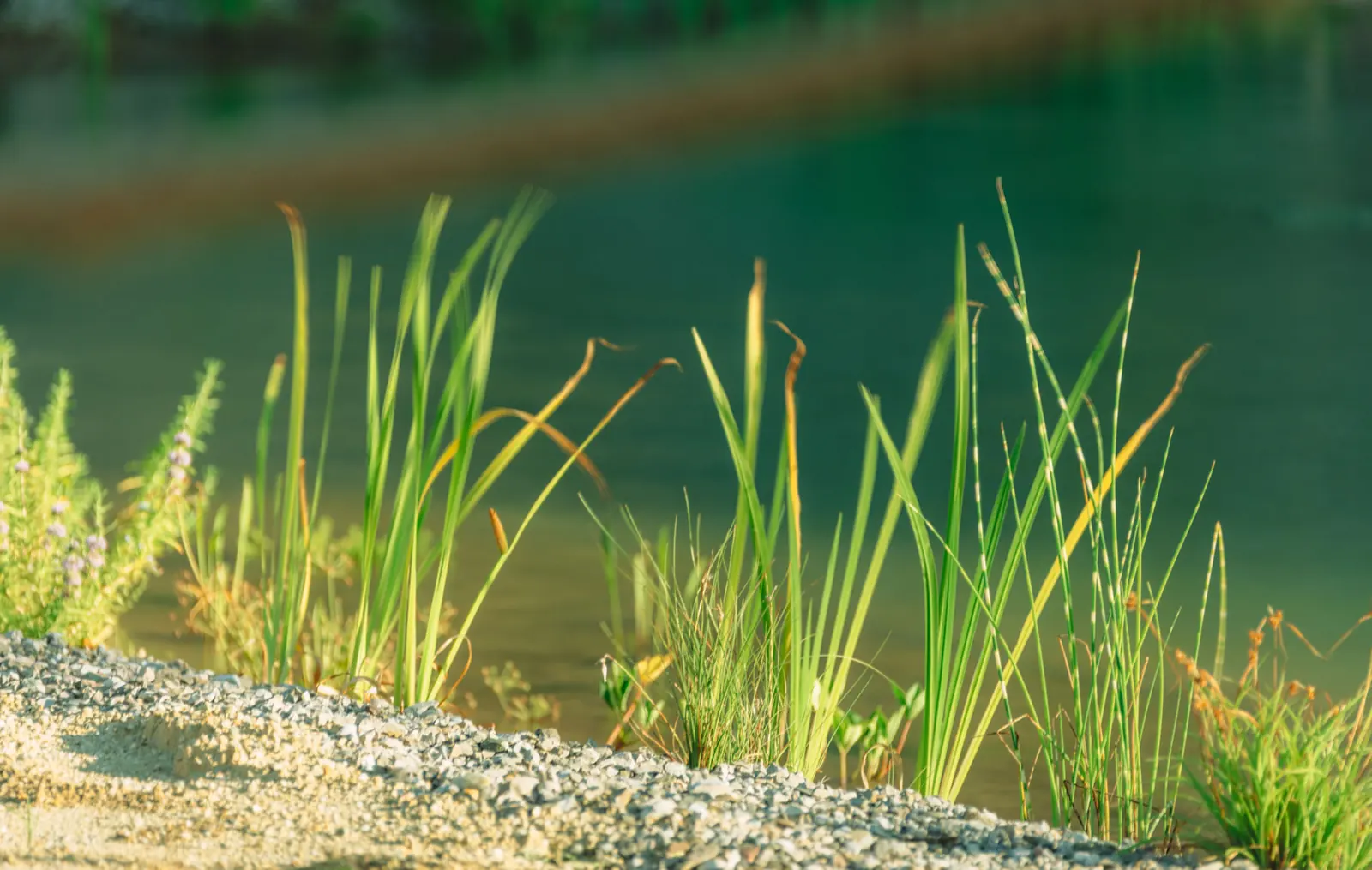 Junge Wasserpflanzen wachsen aus der Kiesbank in den Teich